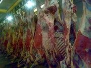 Продажа говядины оптом,  свежее мясо говядины с бойни