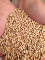 Продаем пшеницу 5 класса(без запаха) 